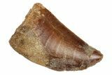 Bargain, Juvenile Carcharodontosaurus Tooth #192652-1